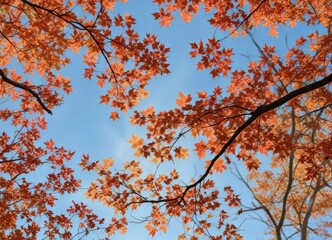 Autumnal Canopy A Low-Angle View of Vibrant Orange Maple Leaves Against a Clear Blue Sky