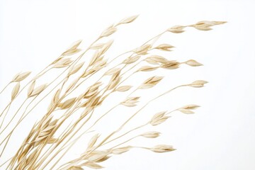 Oats displayed on a clean white background showcasing their natural beauty and texture in a studio setting