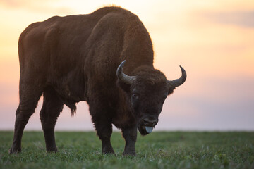 Mammals - wild nature European bison ( Bison bonasus ) Wisent bull standing on the winter field without snow sundown North Eastern part of Poland, Europe Knyszynska Primeval Forest