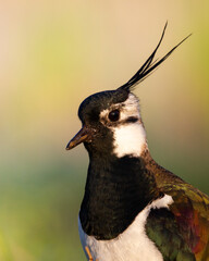 Bird Lapwing Vanellus vanellus on green background spring time Poland Europe migratory bird
