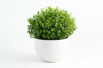 Myrtus plant in a trendy white pot isolated on a clean white background for modern decor
