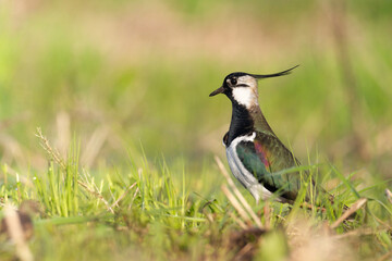 Bird Lapwing Vanellus vanellus on green background spring time Poland Europe migratory bird