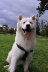 can, cachorro, animal doméstico, canino, lomito. Raza: linaje, variedad, tipo, ascendencia, estirpe. Paseo: caminata, recorrido, vuelta, salida, itinerario, paseo recreativo. Salida: escapada, excursi