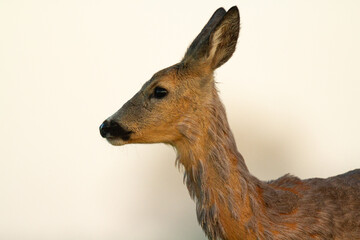 female roe deer Capreolus capreolus Majestic roe deer, capreolus capreolus, approaching on green meadow in spring, potrarait close up animal