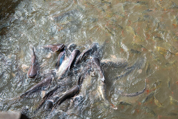 Large surface circle of Pangasius bocourti Vietname basa fish or swai at water surface boat fish farm aquaculture Mekong River in Can Tho, Vietnam, freshwater shark catfish family feeding frenzy