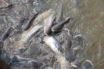 Close-up dense gathering of Pangasius bocourti Vietname basa fish or swai at water surface boat fish farm aquaculture along Mekong River in Can Tho, Vietnam, shark catfish family feeding frenzy