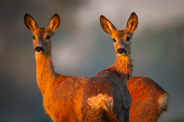 female roe deer Capreolus capreolus Majestic roe deer, capreolus capreolus, approaching on green meadow in spring, potrarait close up animal