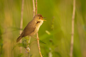 Bird Reed Warbler - migratory passerine singing bird Acrocephalus scirpaceus sitting on reed, male - Poland, Europe spring time