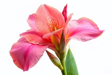 Isolated Pink Canna Lily Flower on White Background - Elegant Botanical Stock Photo