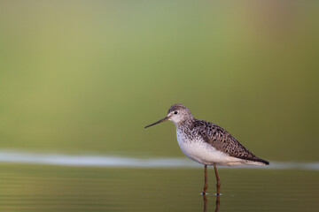 Shorebird Marsh Sandpiper Tringa stagnatilis bird with long beak, standing in the mud, blurred background, migratory bird, summer in north part of Poland, Europe