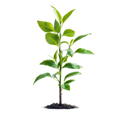 Young green plant, white isolate background