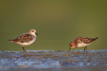 Bird Calidris minuta Little Stint small migratory bird north part of Poland Europe summer time two birds on the mud
