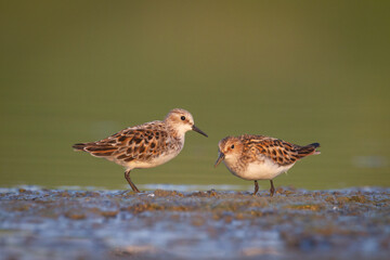 Bird Calidris minuta Little Stint small migratory bird north part of Poland Europe summer time two birds on the mud
