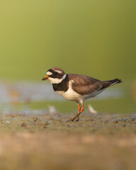 Shorebird Charadrius hiaticula Common Ringed Plover on blurred background summer time Poland Europe