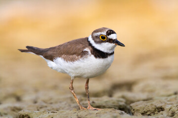 Shorebird Charadrius dubius, Little Ringed Plover on blurred background summer time Poland Europe