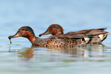 Bird, duck Anas crecca Common teal, Poland Europe male summer time