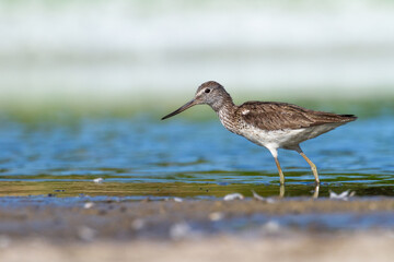 Shorebird Greenshank Tringa nebularia bird with long beak, standing in the mud, blurred background, migratory bird, summer in Poland, Europe