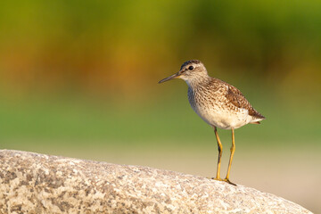 Shorebirds - Wood Sandpiper Tringa glareola, wildlife Poland Europe summer time migratory bird