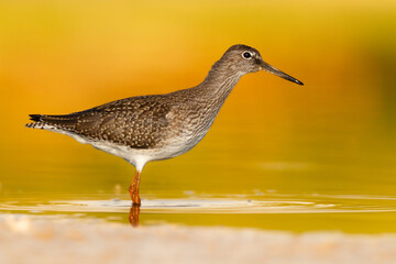 Shorebird - Redshank Tringa totanus on summer time warm light, migratory bird Poland Europe