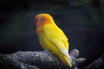 A yellow and orange bird is perched on a branch.