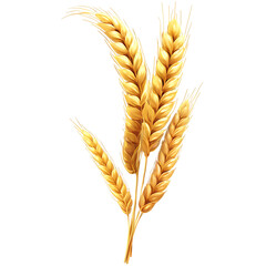 Golden Wheat Ears, Isolated on White Background