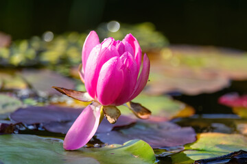 Beautiful blossom pink waterlily or lotus flower in pond