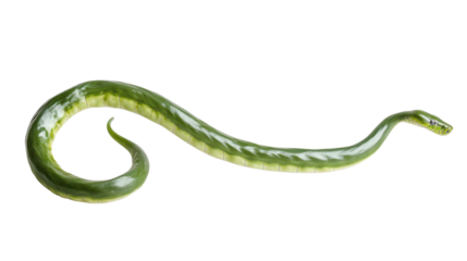 green snake on white background