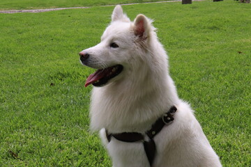 can, cachorro, animal doméstico, canino, lomito. Raza: linaje, variedad, tipo, ascendencia, estirpe. Paseo: caminata, recorrido, vuelta, salida, itinerario, paseo recreativo. Salida: escapada, excursi