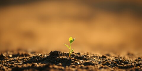 A tiny sprout emerges from dark soil, bathed in the warm glow of the setting sun, a symbol of new life and growth.