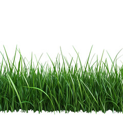 Fresh green grass, white isolate background
