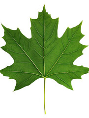 Green maple leaf, white isolate background