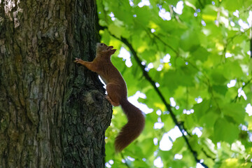 cute young squirrel portrait on tree at park, wildlife