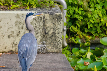 The eastern great egret, a white heron in the genus Ardea, fishing at calm water in lake
