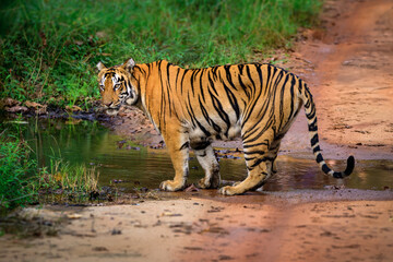 Awsome Tiger near a waterhole from the jungles of central India