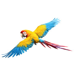 Fototapeta premium Vibrant Macaw Parrot with Colorful Plumage, Isolated on White Background