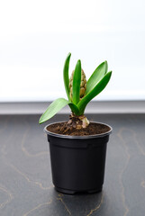 Young little sprout hyacinth flower in a black pot is gaining growth with bud on home background. Bulbous house plant close-up. Beginning to bloom. Home decor. High quality photo