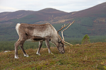Side view of a grazing Reindeer, Cairngorms Scotland

