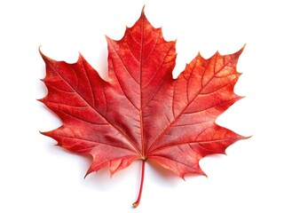 Fototapeta premium Autumn's fiery beauty: a crisp, high-resolution PNG image of a red Canadian maple leaf on white. Ideal for fall projects.