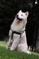 can, cachorro, animal doméstico, canino, lomito. Raza: linaje, variedad, tipo, ascendencia, estirpe. Paseo: caminata, recorrido, vuelta, salida, itinerario, paseo recreativo. Salida: escapada, excursi