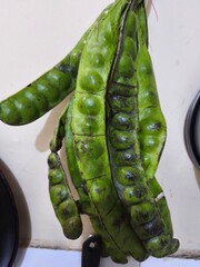 bunch of petai or parkia speciosa, a unique green bean known for its strong flavor and stink aroma....