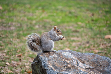 A squirrel is sitting on a rock and eating something