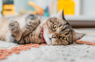 Cat lays on the carpet at home. Cat fur cleaning concept.Animal in the apartment.