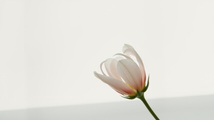 Fototapeta premium Single delicate blossom, pale petals, soft light, simple elegance, botanical beauty, nature's grace, serene floral image, minimalist composition