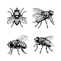 fruit fly