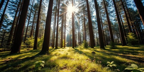 Obraz premium Sunlit Forest Path Through Tall Trees and Lush Grass