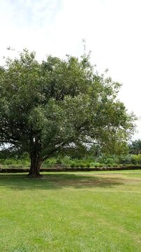 Bodhi tree in the courtyard of Muara Takus temple, Kampar, Riau, Indonesia.