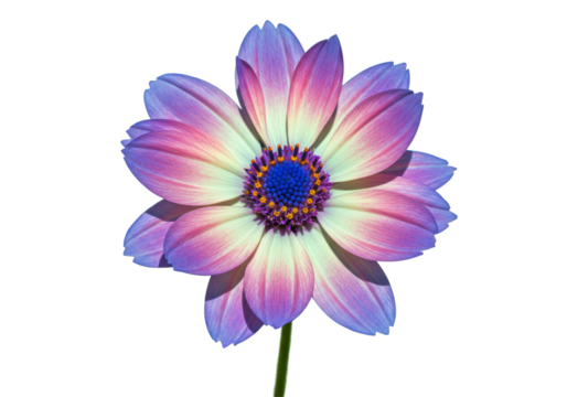 Delicate Pink And Blue Blossom Flower With Transparent Backgroun