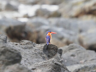 Principe kingfisher on volcanic rocks