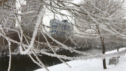 Frosty winter branches. Thin tree branches covered with drizzle against the river and city buildings.