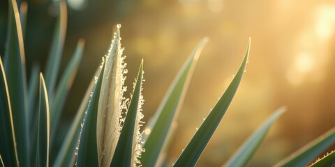 Morning Dew on Succulent Plant Emerging at Sunrise